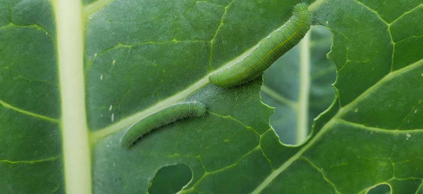 How To Get Rid Of Cabbage Worms On Plants Fast