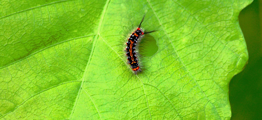 Caterpillar control methods