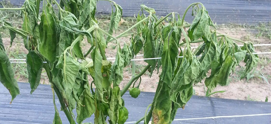 Fusarium Wilt