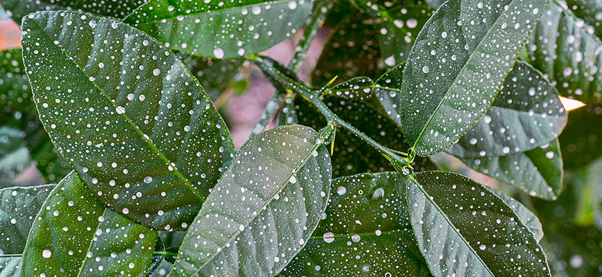 How To Use Diatomaceous Earth In The Garden