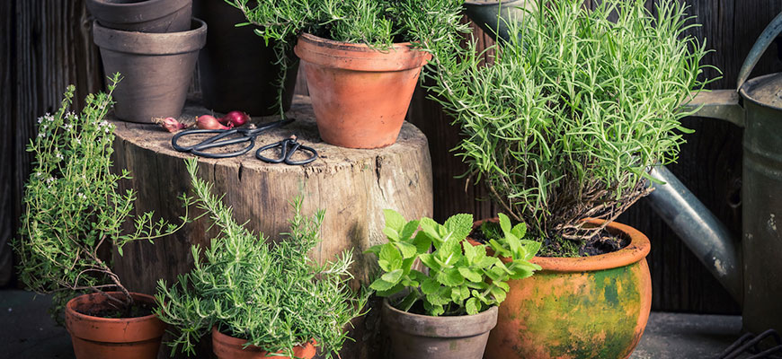 how to increase terpenes in your plants