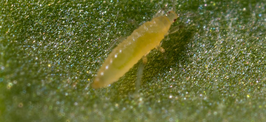 how to get rid of thrips on plants
