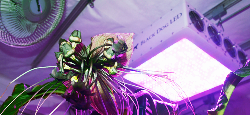 UV Light For Plants