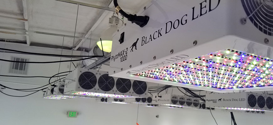 best grow light setup