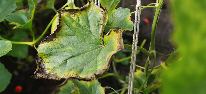 Calcium For Plants: Deficiency, Toxicity, Sources, & More