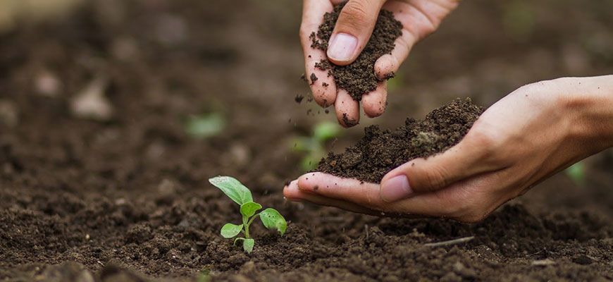 The Definitive Guide To Traditional And Hydroponic Grow Media