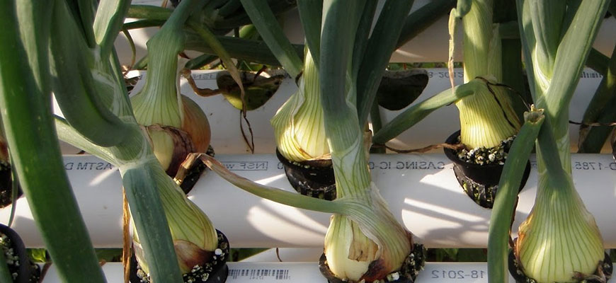 how to grow hydroponic onions