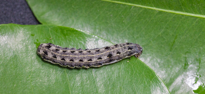 How To Get Rid Of Cutworms In The Garden