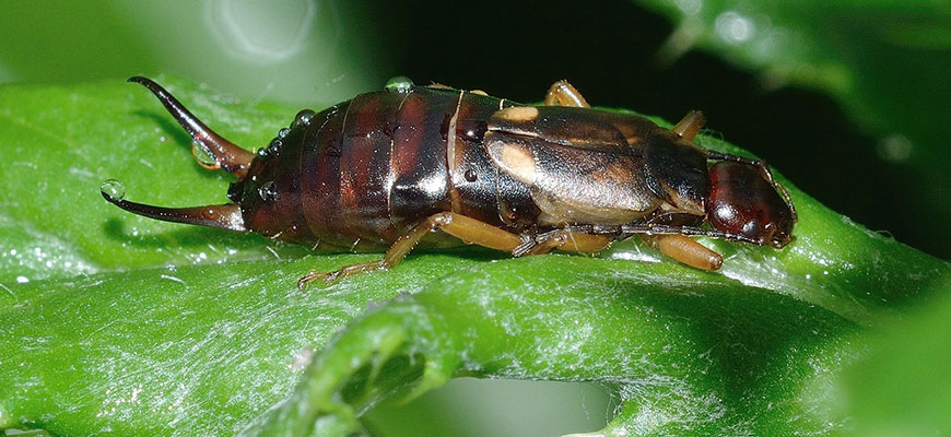 how to get rid of earwigs in the garden naturally