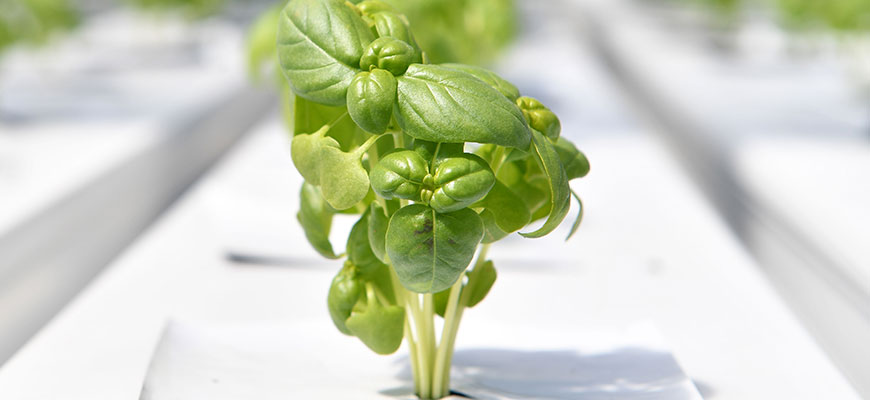 how to grow hydroponic basil
