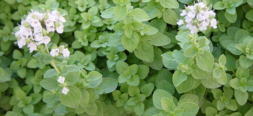 how to grow marjoram from seed