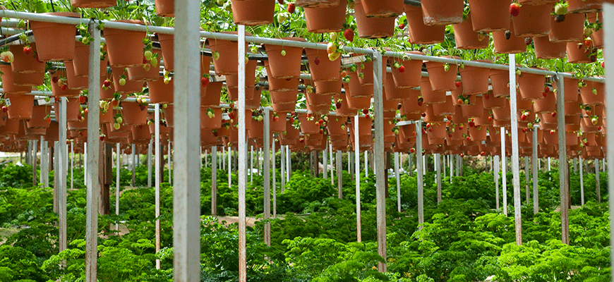 How Many Plants Can I Grow?