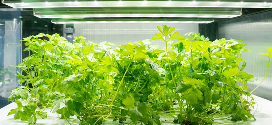 How To Start An Indoor Hydroponic Herb Garden