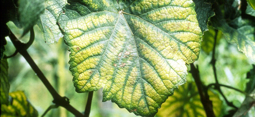 Magnesium For Plants: Deficiency, Toxicity, Sources, & More