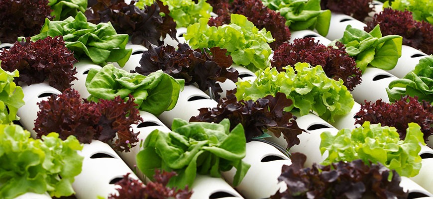 Organic Hydroponics: How To Grow Soilless Plants Organically