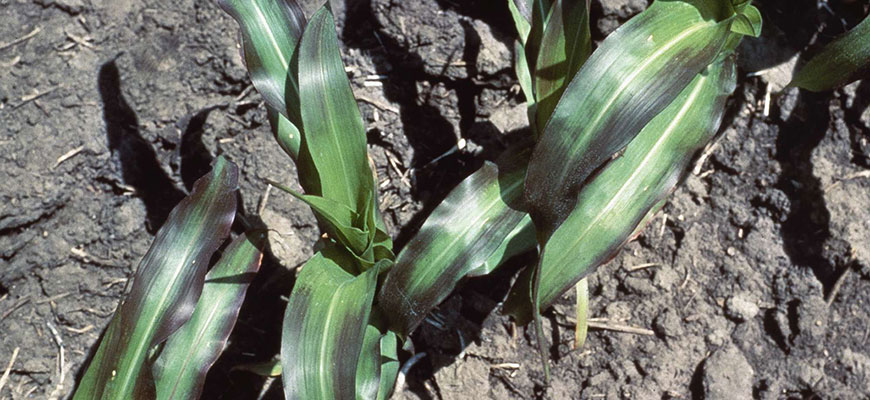 Phosphorus For Plants: Deficiency, Toxicity, Sources, & More