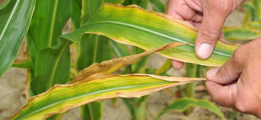 sulfur for plants
